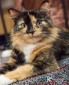 Miss Mouse
