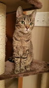 Amelia