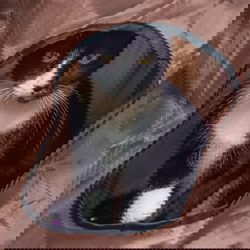 Cardamom