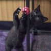 Winifred
