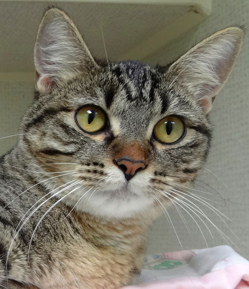 Hazel