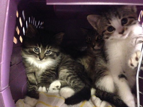 Snelling Ave. Kittens