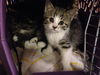 Snelling Ave. Kittens