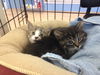 Snelling Ave. Kittens