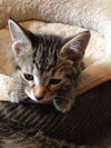 Richard Parker