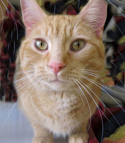 Mango