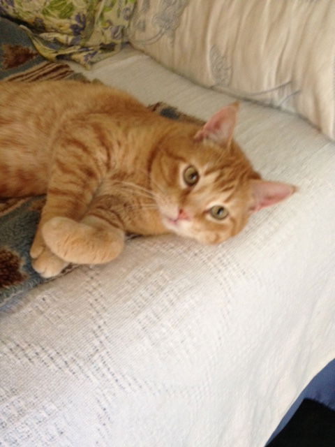 Ozzie