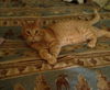 Ozzie