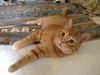 Ozzie