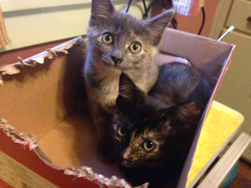 The Shoebox Kittens