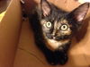 The Shoebox Kittens