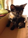 The Shoebox Kittens