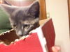 The Shoebox Kittens
