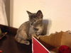 The Shoebox Kittens