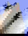 Virgil