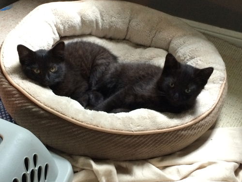 Sophie and Frankie