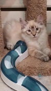 Jazzy and Teddy
