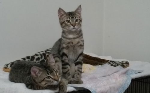 Ozzie and Izzie