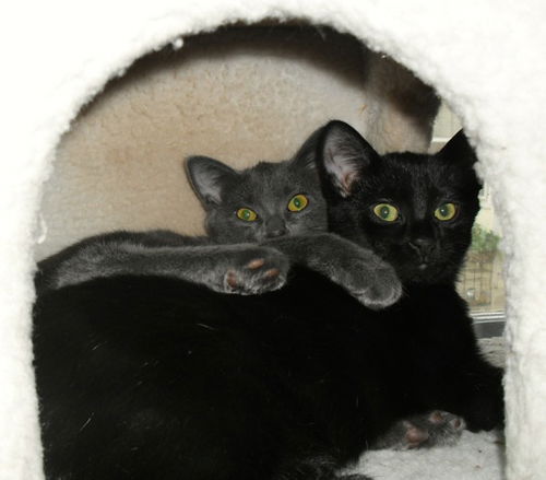 Ivy and Pippi