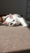 Norbert