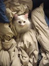 Norbert
