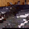 Soxy