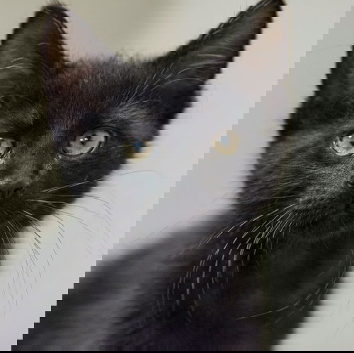 Squeaky