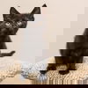 Squeaky