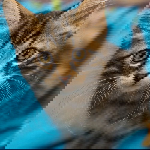 Fang