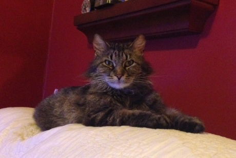 Tabitha