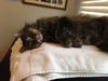 Tabitha