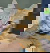 Dash