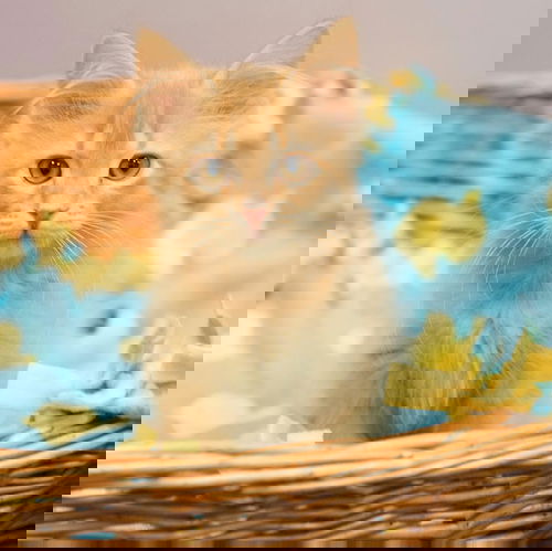Gazump