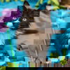 Oddy