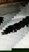 Moonshadow