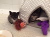 Widget