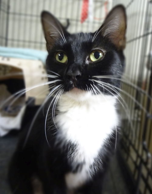 Nova