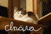 Inara