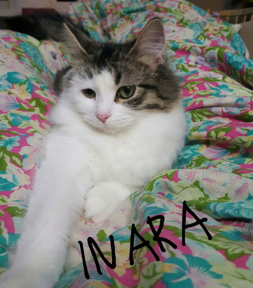 Inara