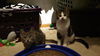 Basil and Bandit