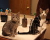 Bandit and Basil