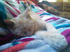 Tilly