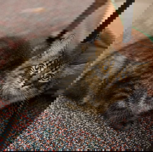 Ultra