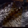 Tatenda