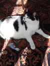 Oliver