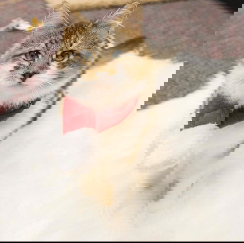 Ike