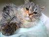Tabbee