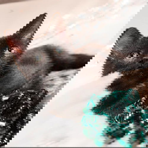 Zorro