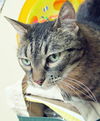 Abbie
