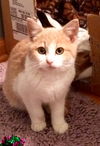 Willow